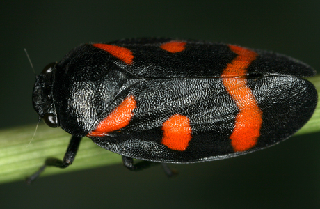 Binden-Blutzikade (Cercopis sanguinolenta) - © Gernot Kunz